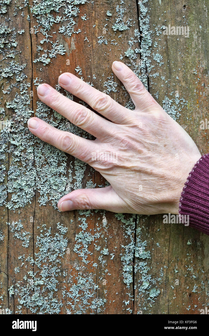 La mano destra di una donna anziana si trova sul tronco di una vecchia quercia. lichene grigio cresce su una superficie in legno. Foto Stock