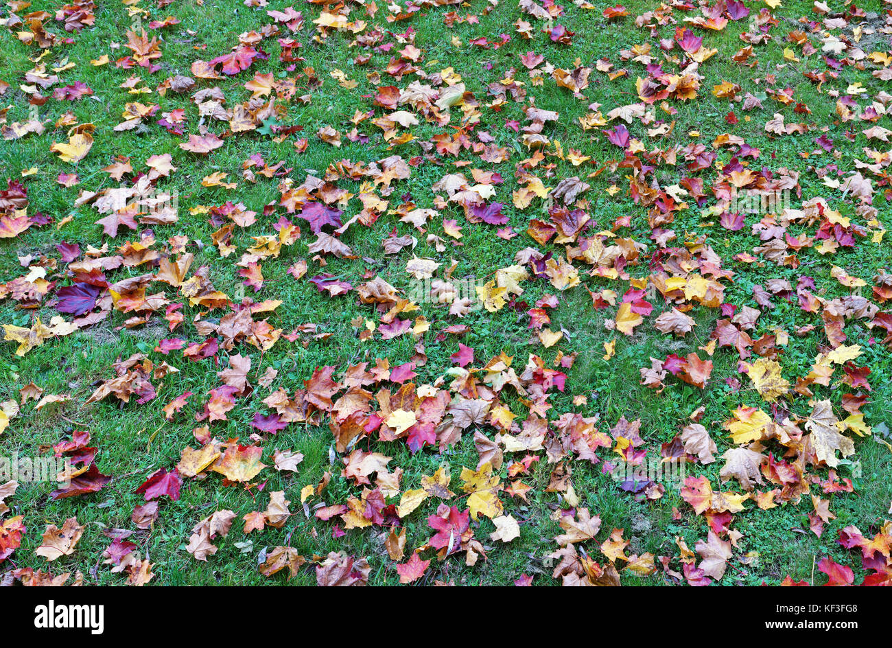 Un migliaio di acero di autunno giallo e foglie rosse giacciono sull'erba verde. collage panoramico da diverse foto all'aperto Foto Stock