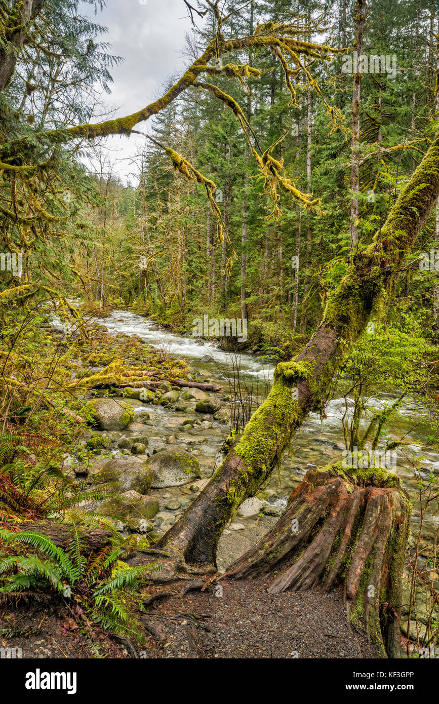 Wallace River al Wallace Falls state Park, North Cascades, vicino alla città di Gold Bar, Washington, Stati Uniti Foto Stock