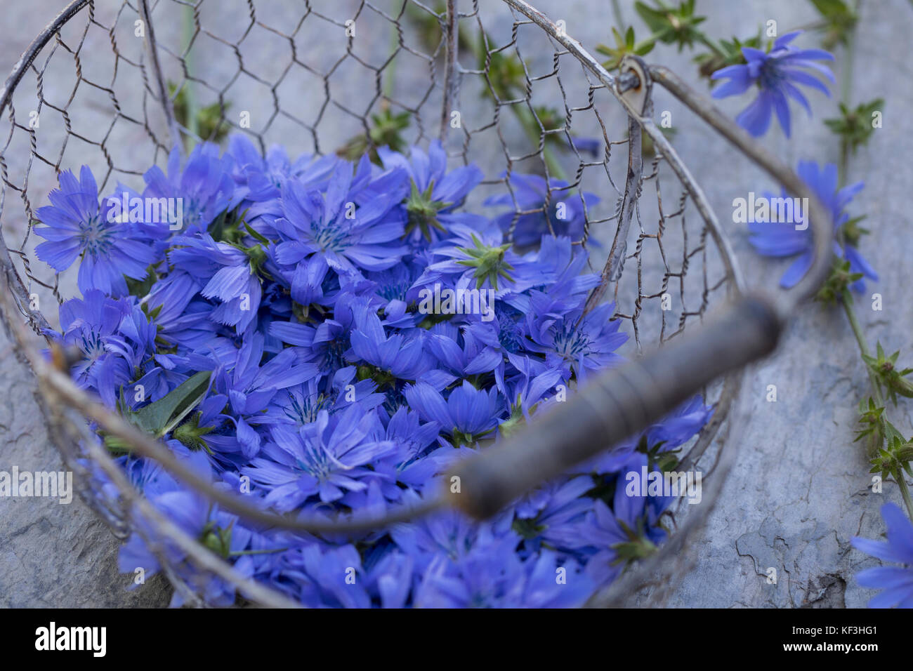 Wegwarte, Ernte, Kräuterernte in einem Korb, Gemeine Wegwarte, Gewöhnliche Wegwarte, Zichorie, Cichorium intybus, cicoria, cicoria comune, la Chicorée Foto Stock