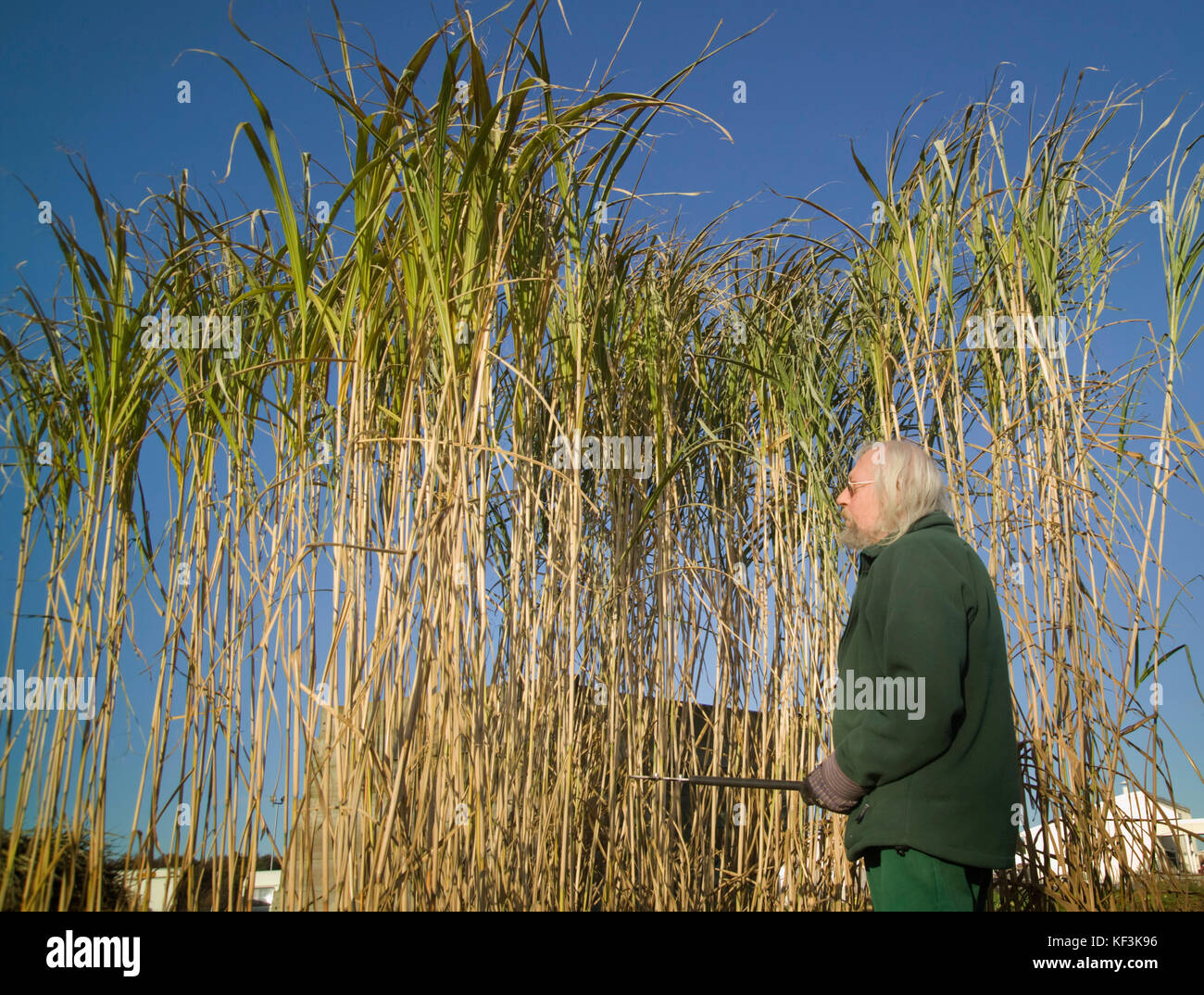 Miscanthus giganteus essendo cresciuto per lo studio e la valutazione del REGNO UNITO Central Science Laboratory, York, Regno Unito Foto Stock