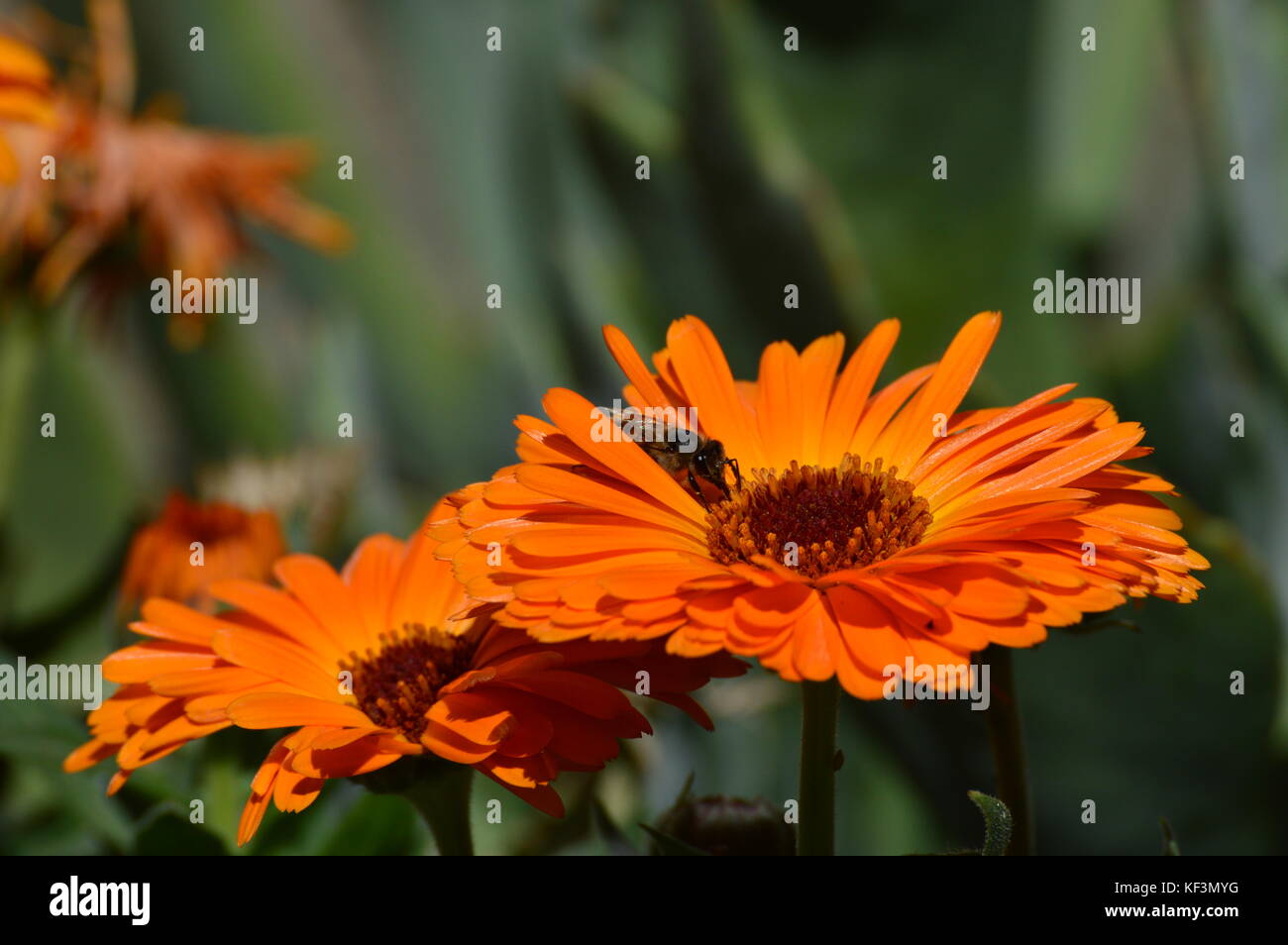 Bee impollinare un fiore di arancia Foto Stock
