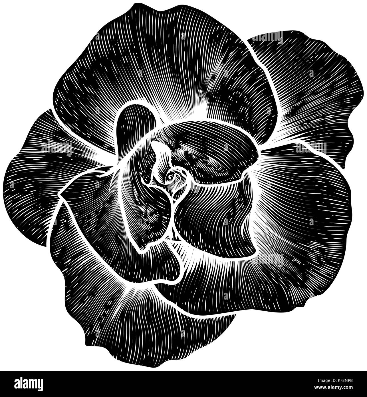 Incisione con incisione in legno d'epoca floreale di rose Illustrazione Vettoriale