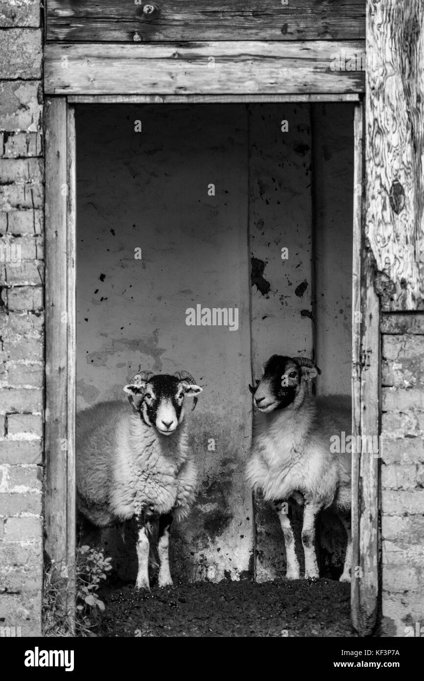 Pecore rifugiandosi in un vecchio capannone di mattoni nella Contea di Durham, England, Regno Unito Foto Stock