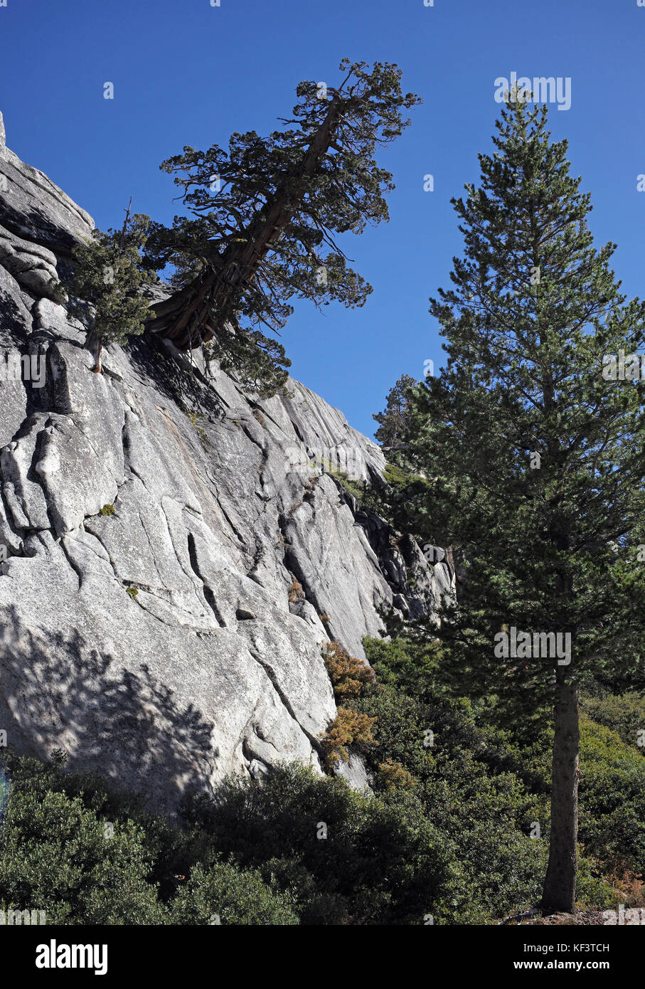 Un albero cresce in corrispondenza di un angolo di una parete di roccia nel parco nazionale di Yosemite, California USA Foto Stock