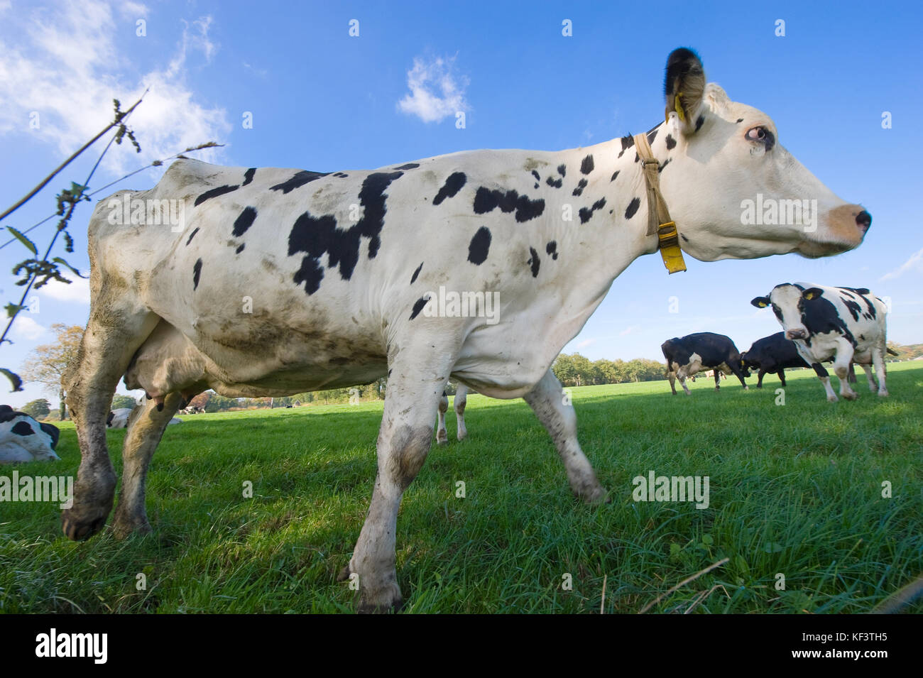 Mucca olandese in piedi in un prato Foto Stock
