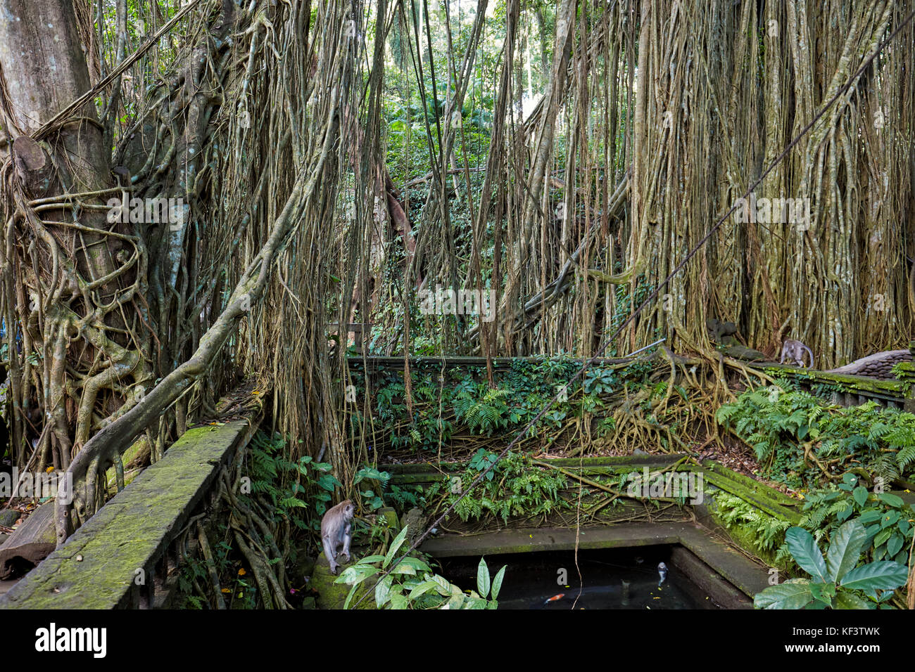 Piscina Di Santo Spring Nel Santuario Della Foresta Di Scimmia Sacra. Ubud, Bali, Indonesia. Foto Stock Piscina Di Santo Spring Nel Santuario Della Foresta Di Scimmia Sacra. Ubud, Bali, Indonesia. Foto Stock