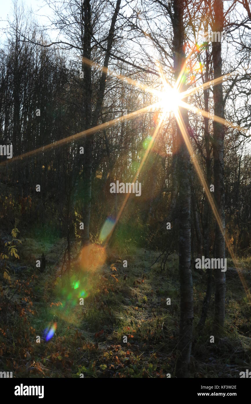Sun Burst congelati nella foresta di autunno Foto Stock