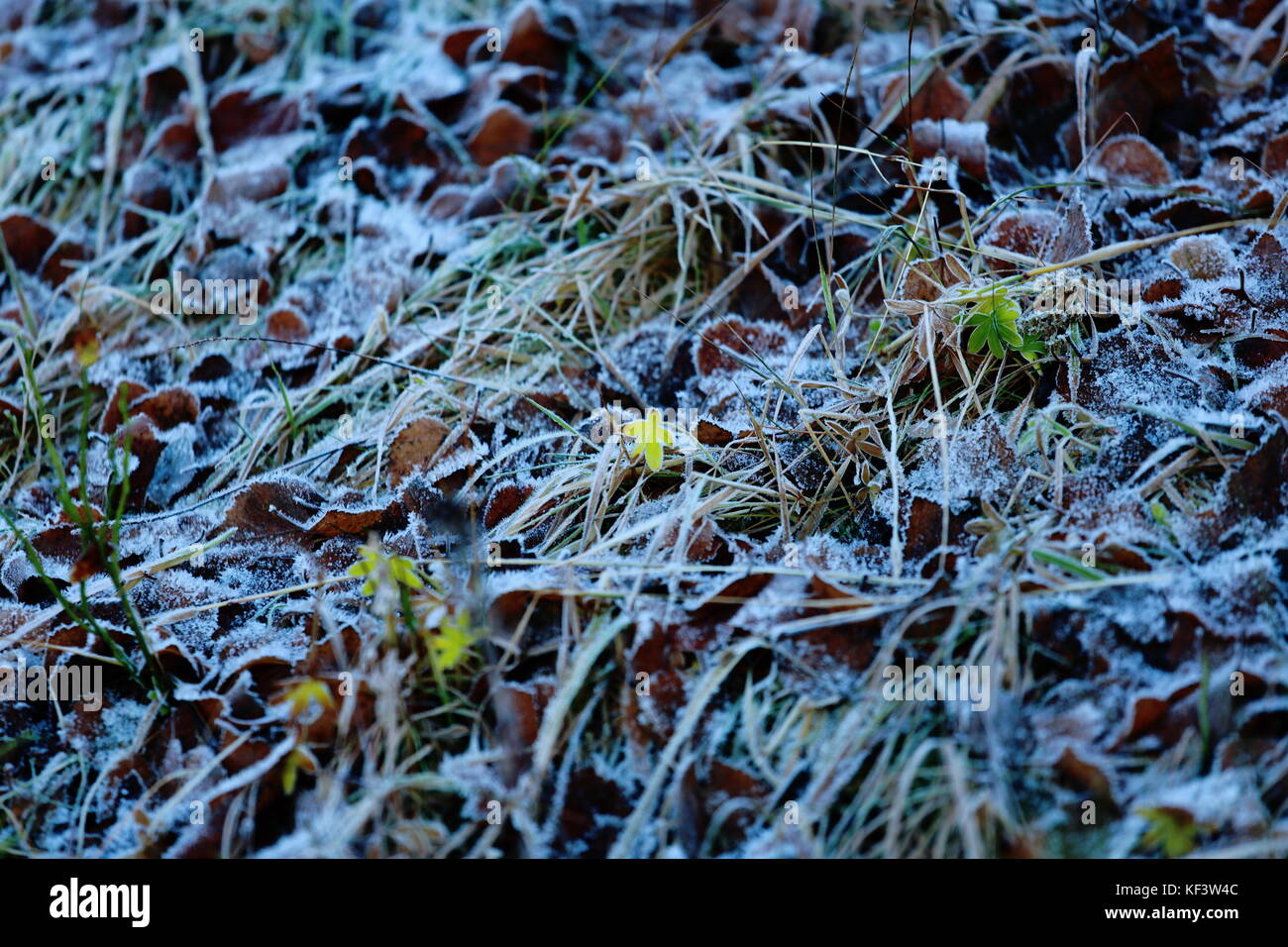 Congelati Leavs sul terreno Foto Stock