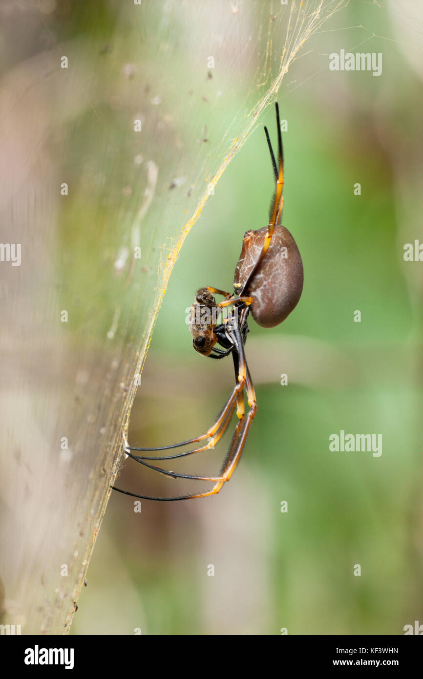 Costiera femmina golden orb-weaver spider (nephila plumipes) alimentazione su bee nel web. hopkins creek. Nuovo Galles del Sud Australia. Foto Stock