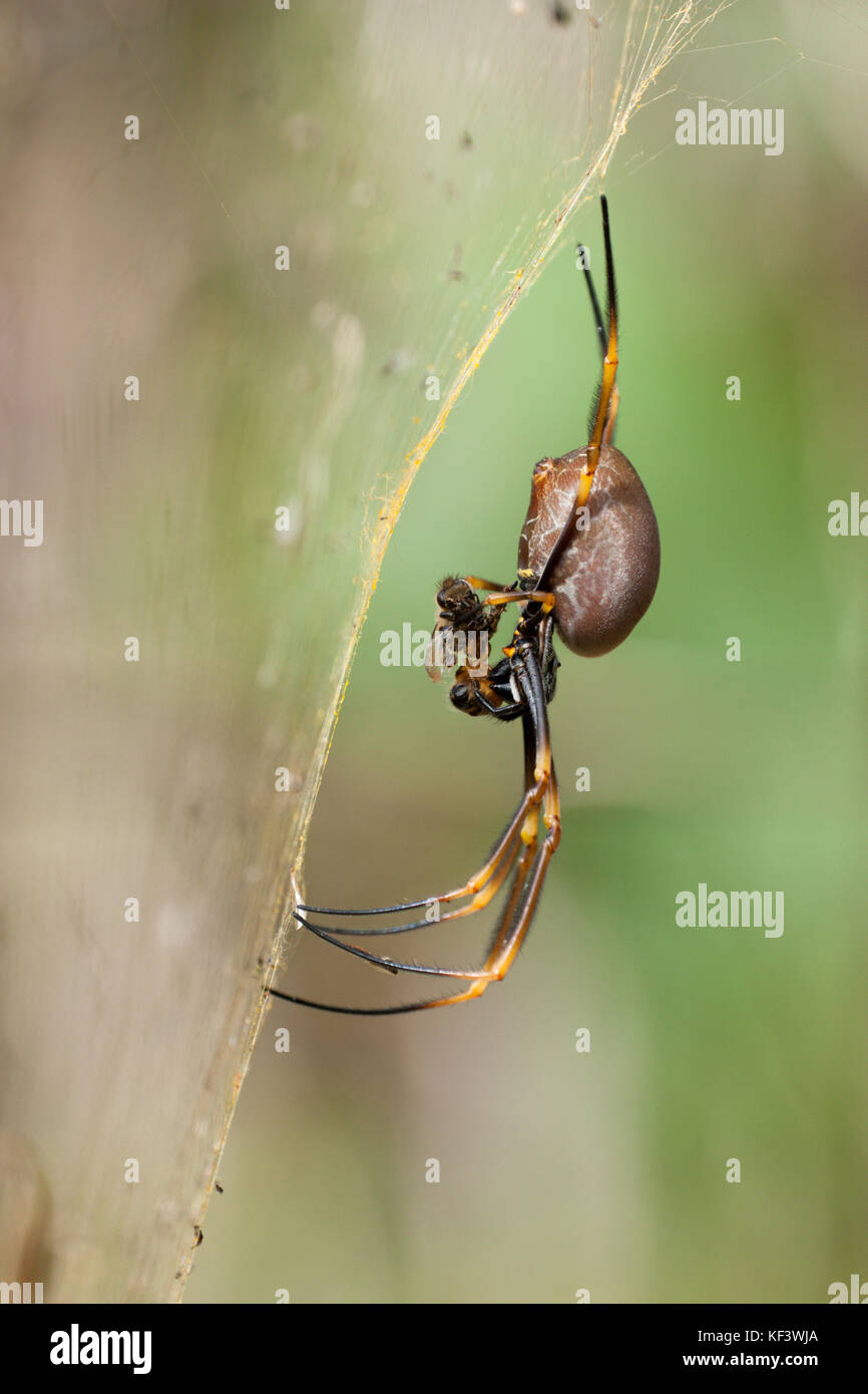 Costiera femmina golden orb-weaver spider (nephila plumipes) alimentazione su bee nel web. hopkins creek. Nuovo Galles del Sud Australia. Foto Stock