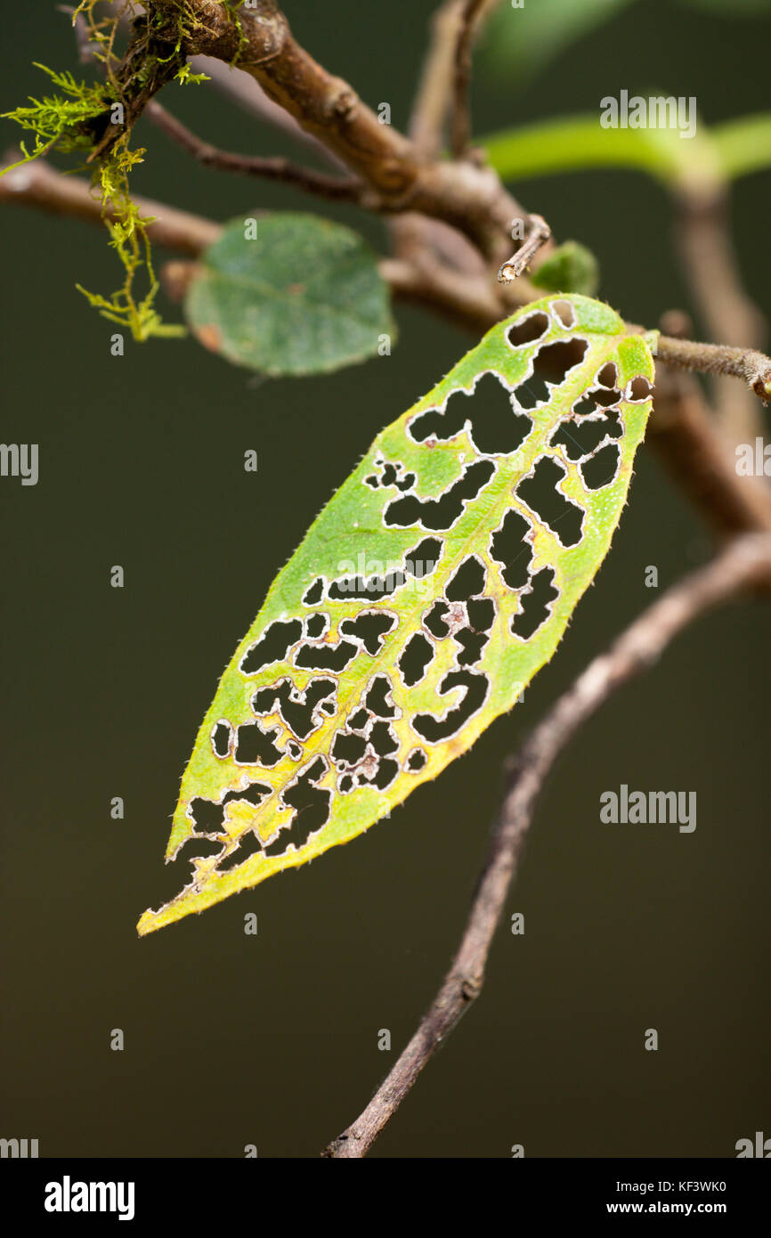 Danni da insetti di carta smerigliata foglia di fico (Ficus coronata). couchy creek riserva naturale. Nuovo Galles del Sud Australia. Foto Stock
