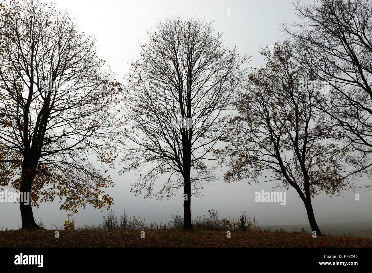 alberi in autunno Foto Stock