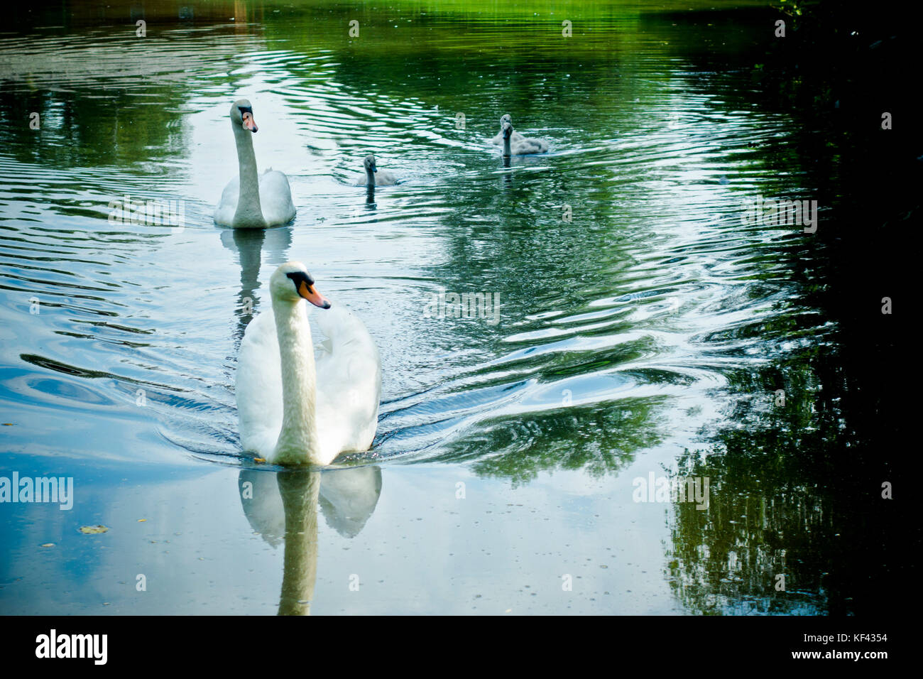 Bianco cigno e cygnets nuotare in un stagno Foto Stock