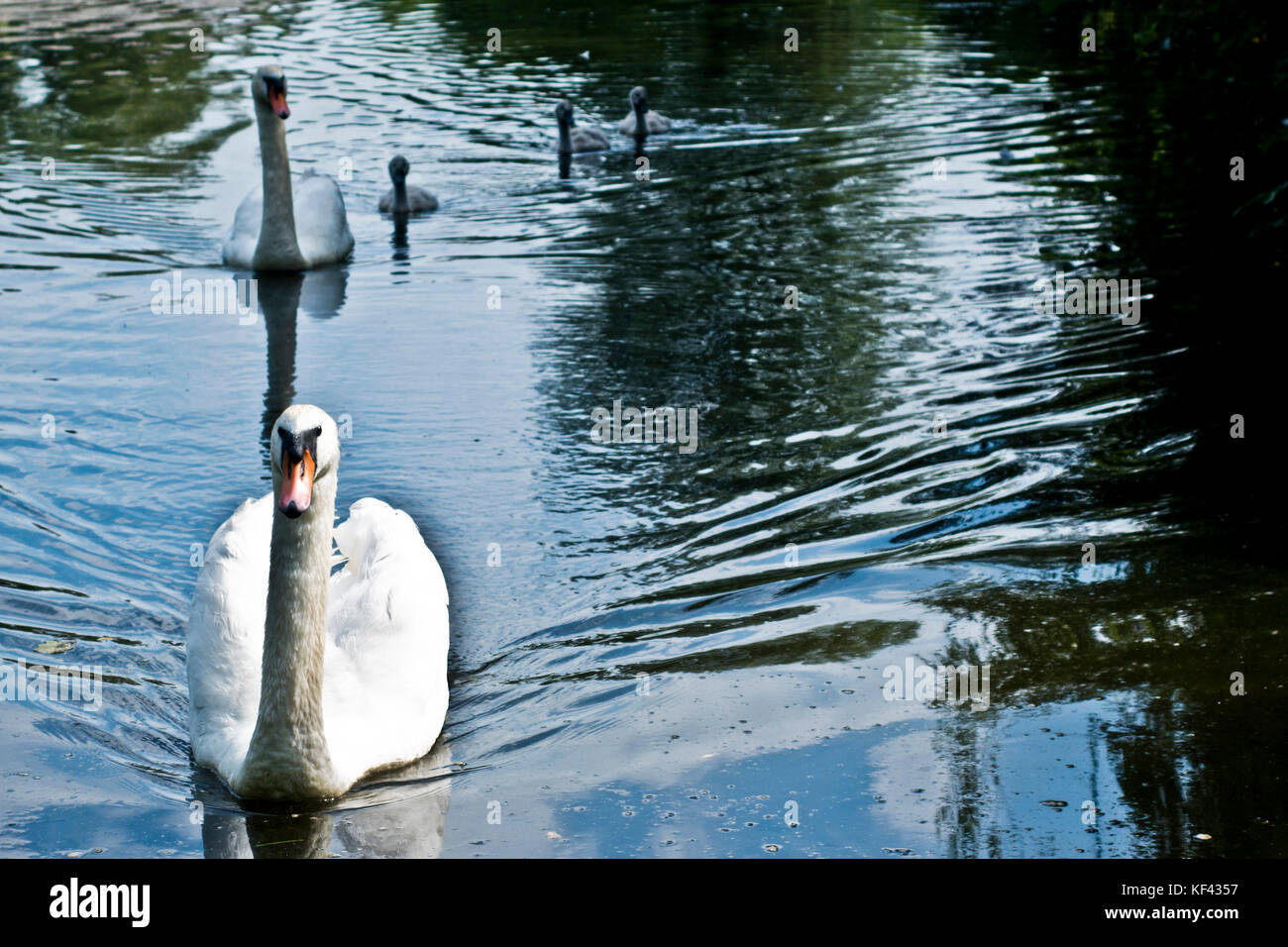 Bianco cigno e cygnets nuotare in un stagno Foto Stock