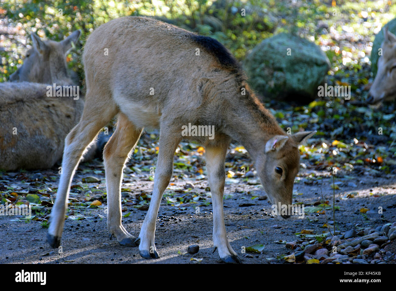 Milu (elaphurus davidianus), noto anche come père david deer Foto Stock