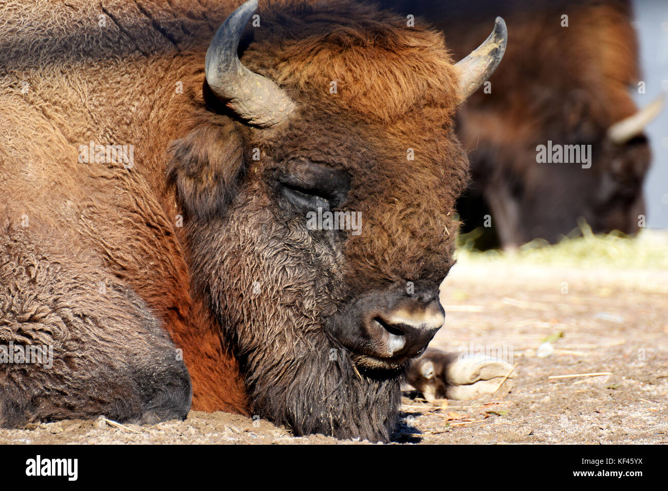 Wisent (Bison bonasus) noto anche come il bisonte europeo o il legno europea bison. Foto Stock