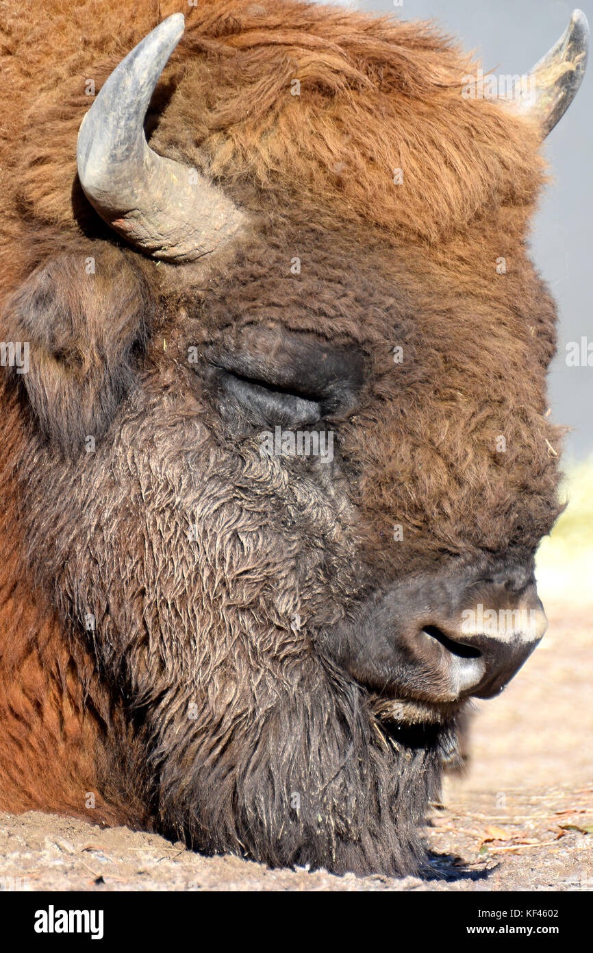 Wisent (Bison bonasus) noto anche come il bisonte europeo o il legno europea bison. Foto Stock