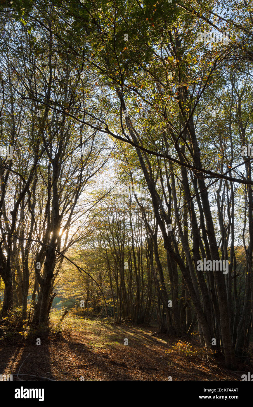 Gli alberi in un bosco con bassa sole che filtra attraverso e ombre lunghe, con caldi colori autunnali Foto Stock