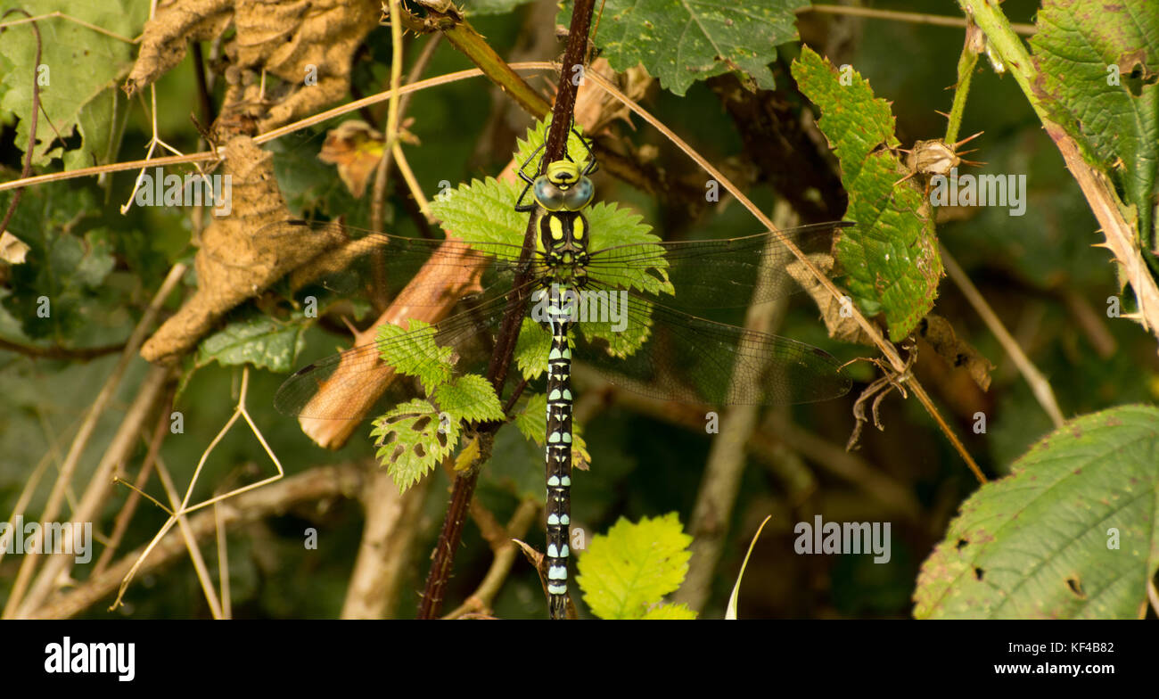 Southern Hawker Libellula Foto Stock