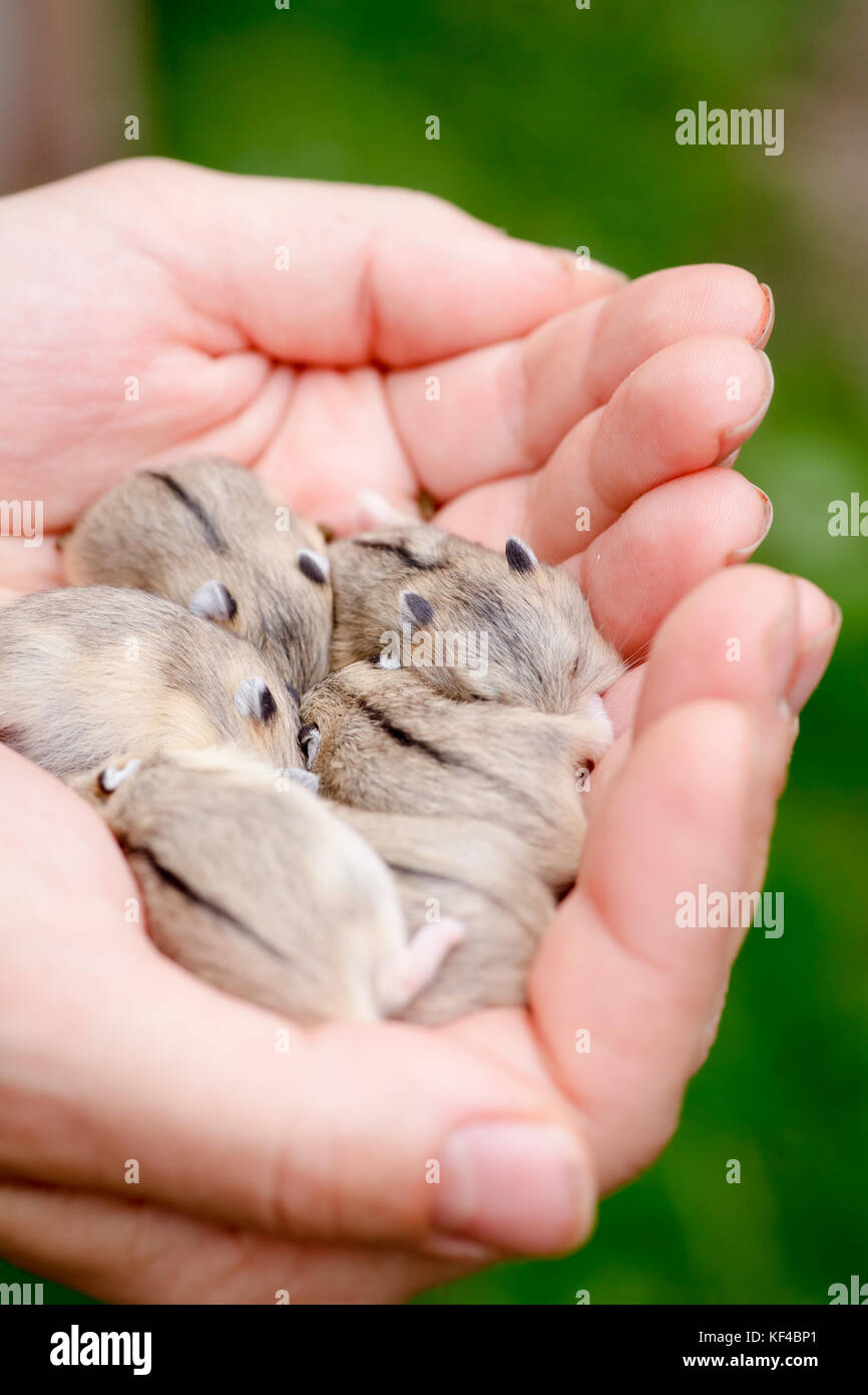 Close-up di baby criceti essendo mantenuto in mani Foto Stock