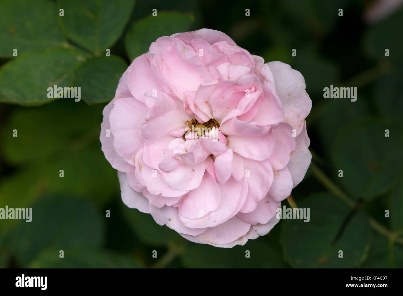 Rose Celeste Foto Stock