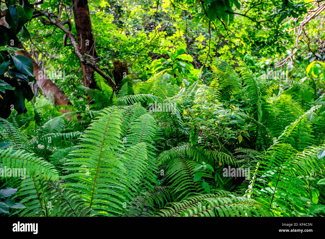 Vista panoramica della foresta pluviale con felci Foto Stock