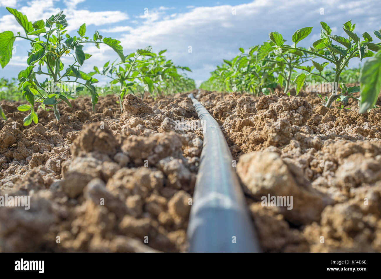 Giovani pianta di pomodoro in crescita con irrigazione di gocciolamento sistema. Il livello del suolo visualizza Foto Stock