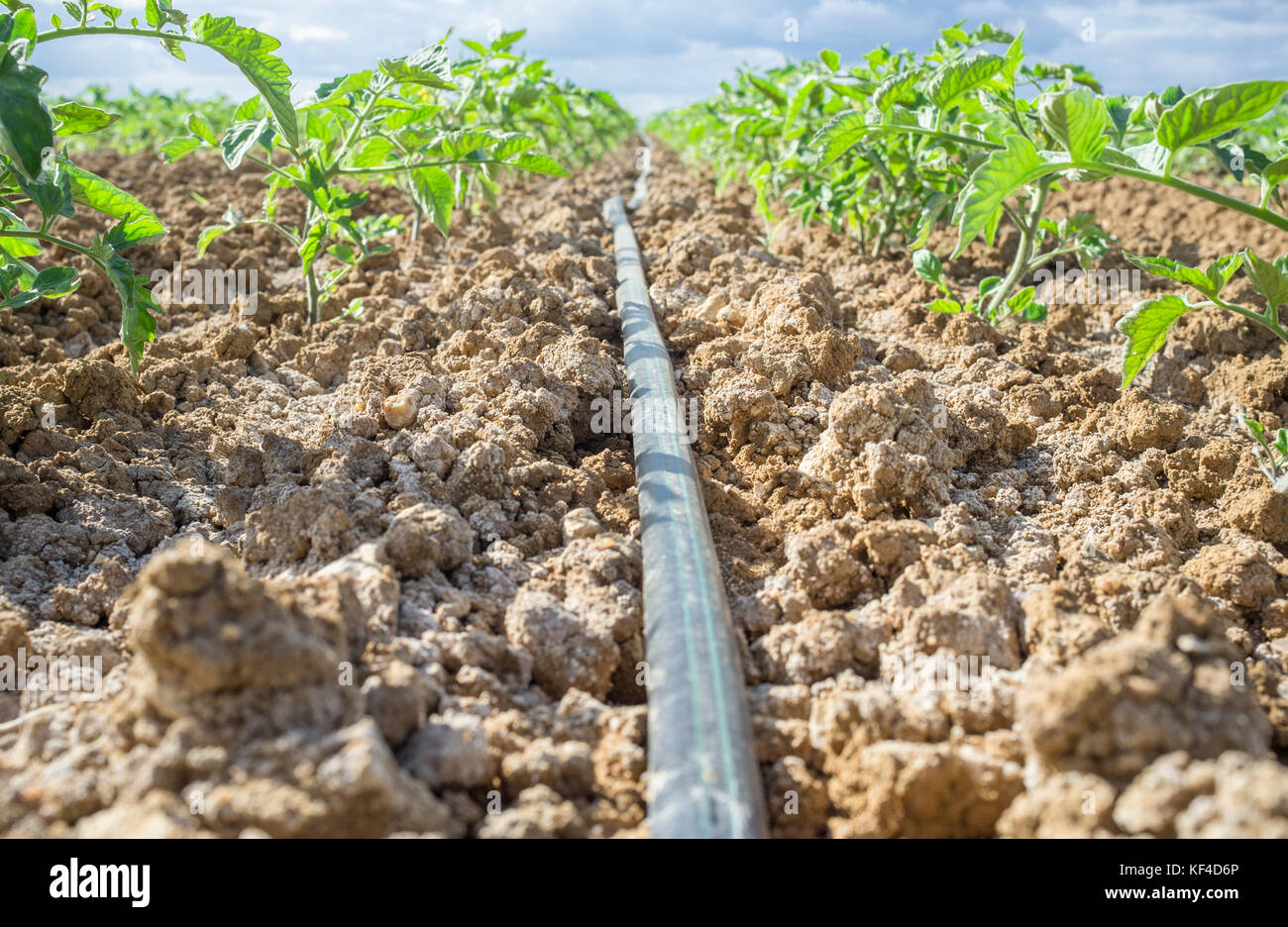 Giovani pianta di pomodoro in crescita con irrigazione di gocciolamento sistema. Il livello del suolo visualizza Foto Stock Giovani pianta di pomodoro in crescita con irrigazione di gocciolamento sistema. Il livello del suolo visualizza Foto Stock