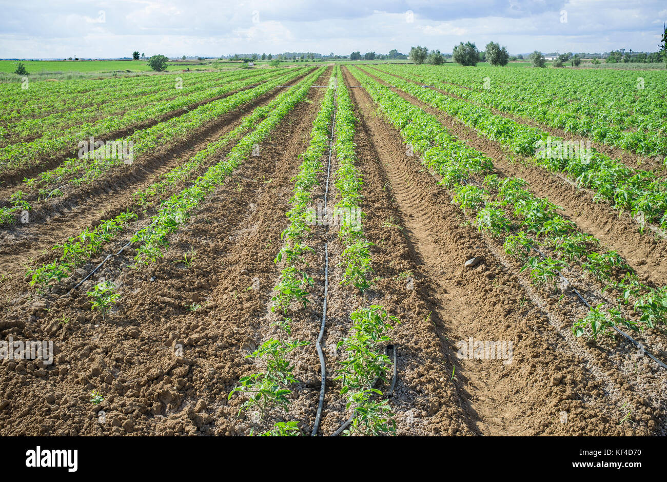 Giovani piante di pomodoro coltivate in due linee di ciascun solco. Irrigazione di gocciolamento sistema per il risparmio idrico Foto Stock