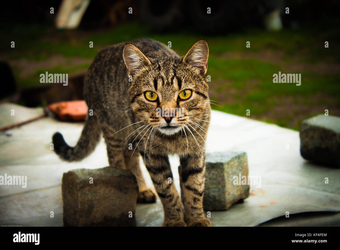 Nike Air Max tavas royal blue Foto Stock