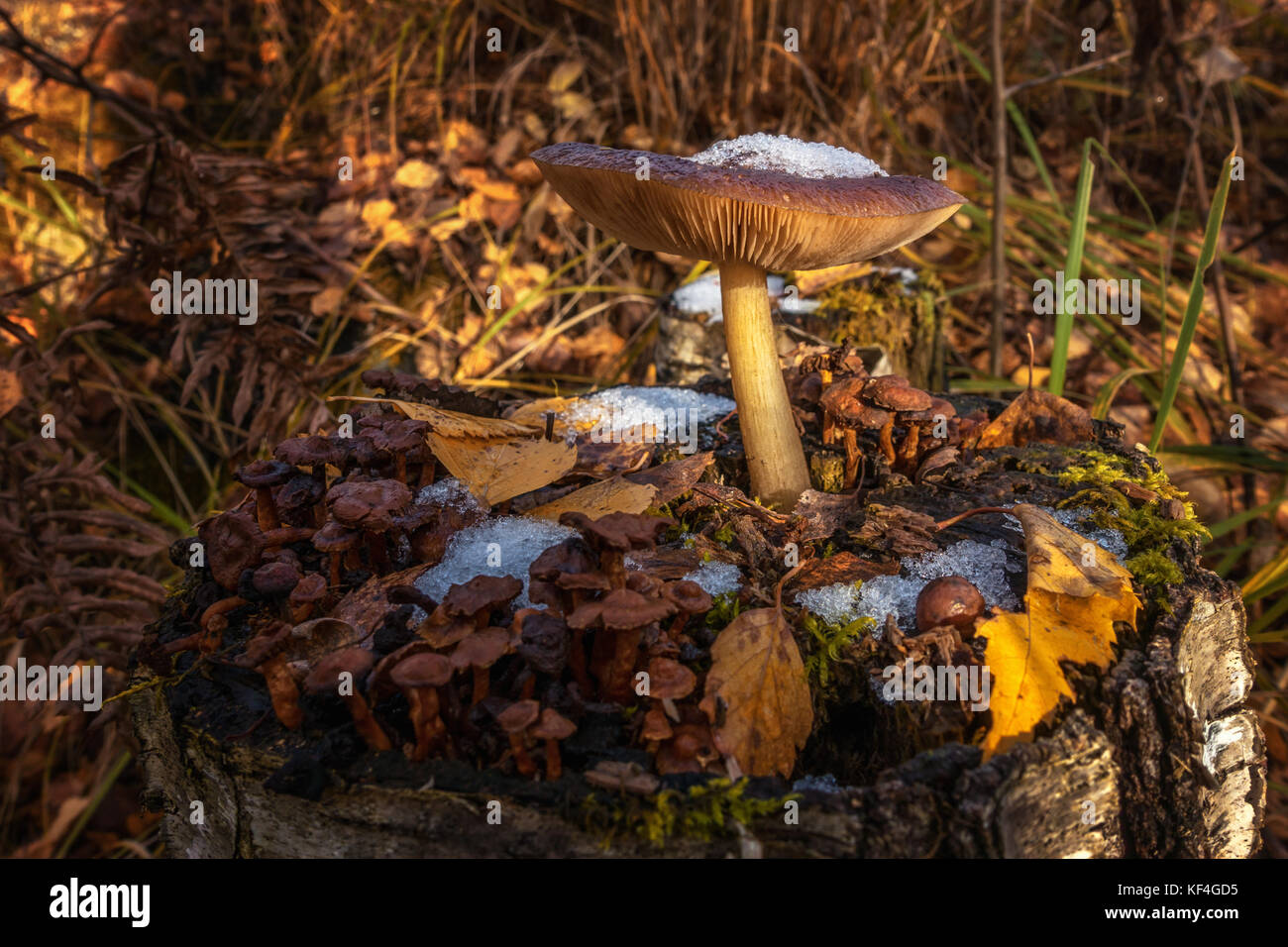Natura finlandese: il bosco in scena con toadstool e marcatura di neve l'insorgenza di inverno con la prima neve nella zona dei laghi. Foto Stock