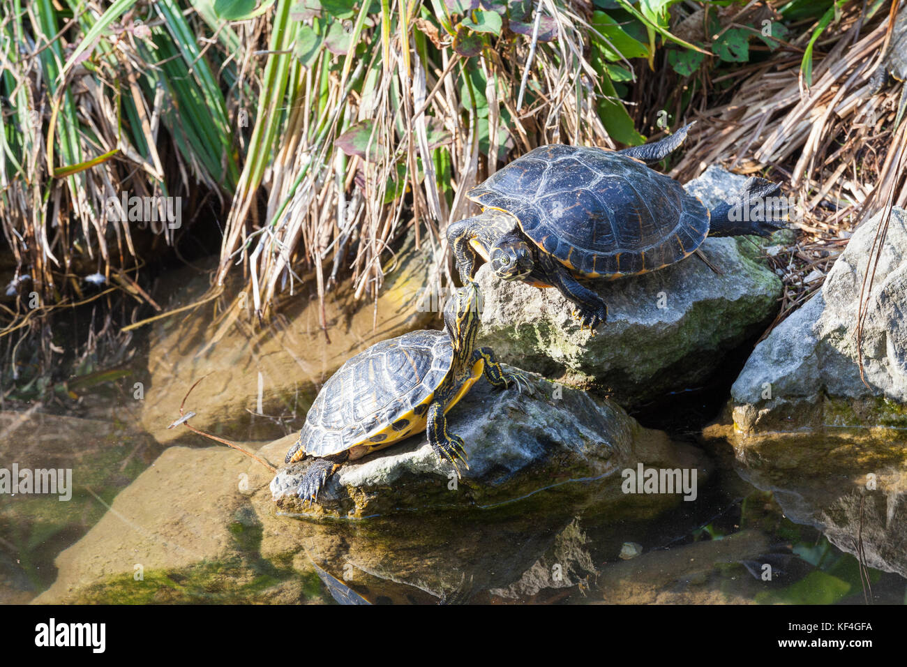 Giallo due cursori panciuto, tartarughe o terrapins, Trachemys scripta scropta, prendere il sole sulle rocce in un stagno di giardini, Venezia, Italia, un rilascio di pet in Foto Stock