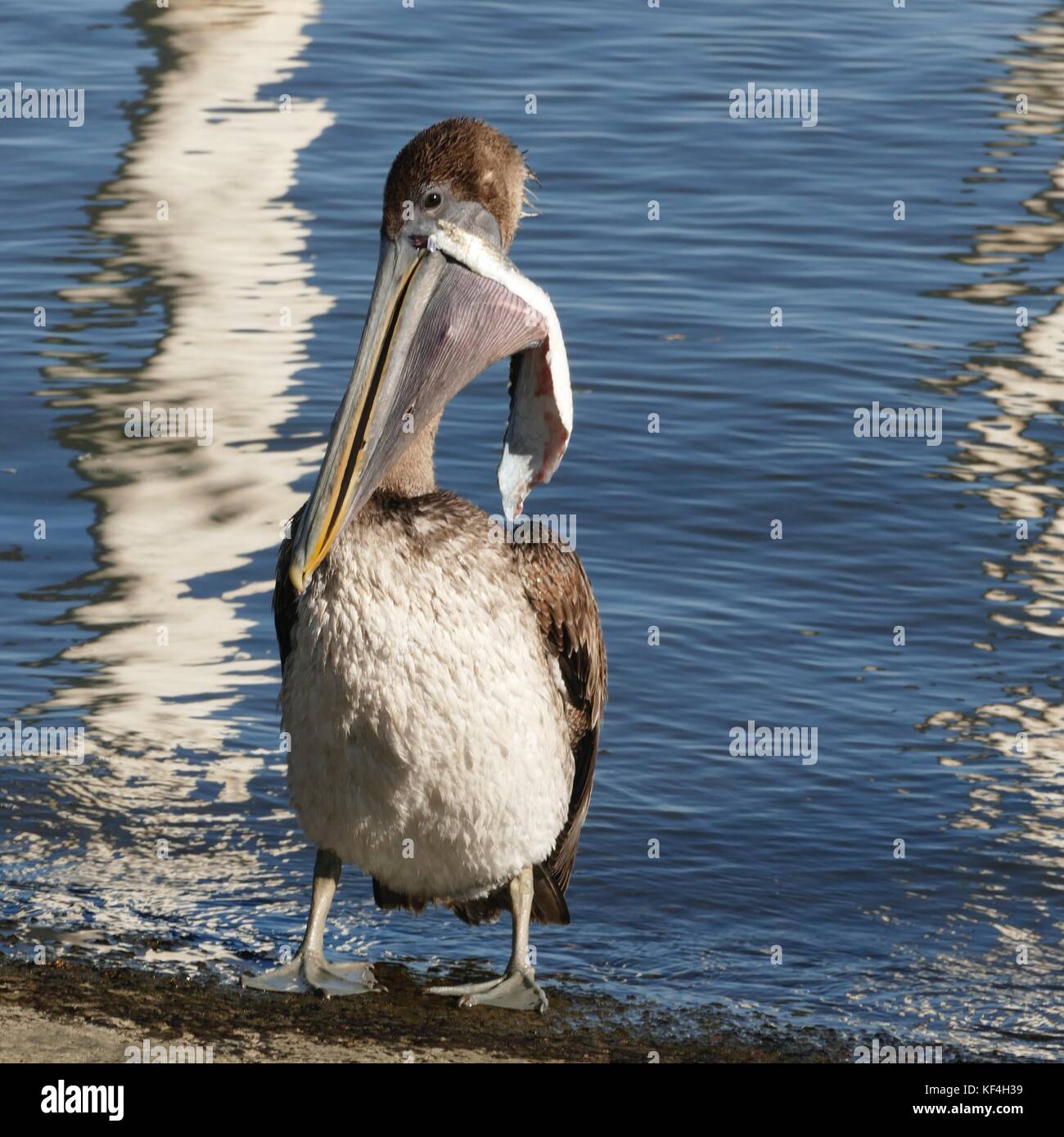 Pellicano marrone (Pelecanus occidentalis) con detriti appendere fuori del suo disegno di legge e un rigonfiamento della gola custodia. Cedar Key, Florida, Stati Uniti d'America Foto Stock