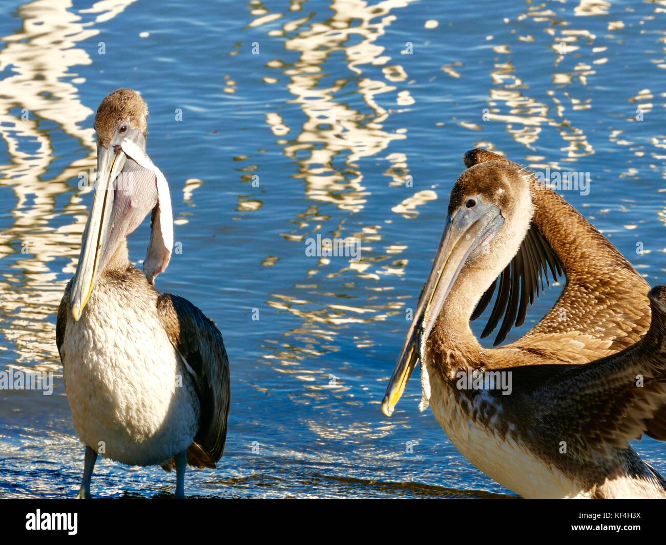 Brown pellicani (Pelecanus occidentalis) con detriti appendere fuori delle loro fatture e il rigonfiamento della gola sacche. Cedar Key, Florida, Stati Uniti d'America Foto Stock