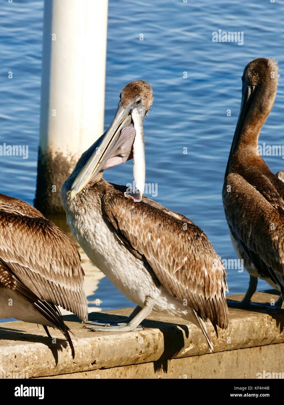 Pellicano marrone (Pelecanus occidentalis) con detriti appendere fuori del suo disegno di legge e un rigonfiamento della gola custodia. Cedar Key, Florida, Stati Uniti d'America Foto Stock