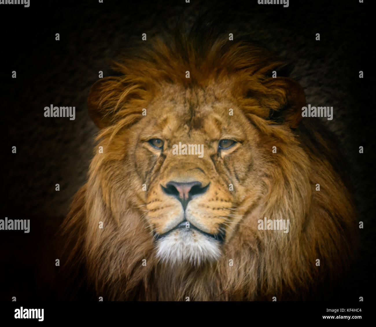 Il maschio della Barbery lion (Panthera leo leo) la vita selvatica animale Foto Stock