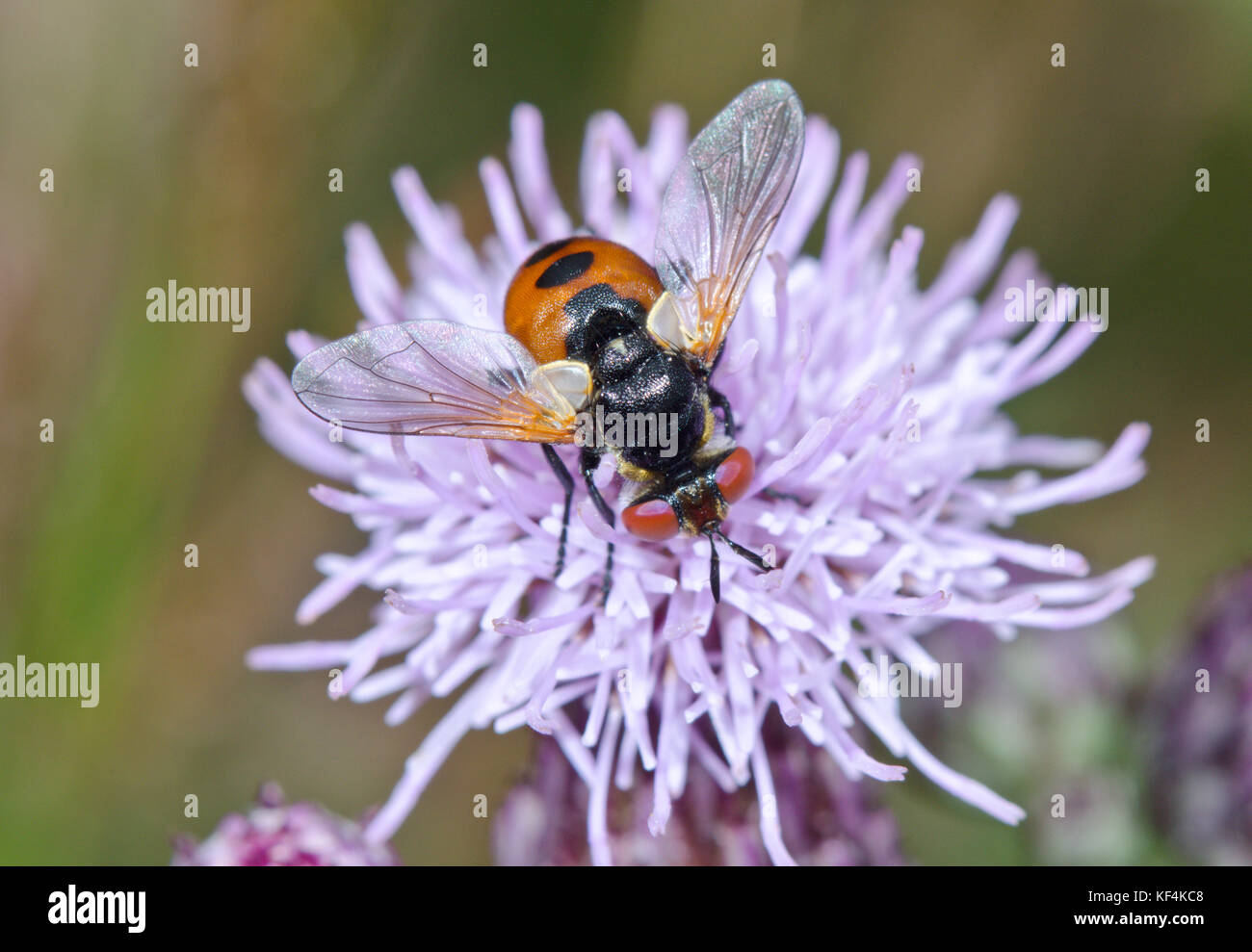 Ladybird Fly (Gymnosoma rotundatum) maschio Foto Stock