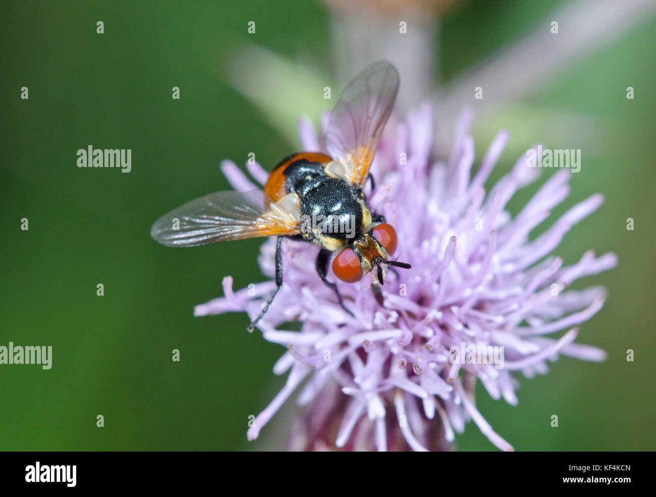 Ladybird Fly (Gymnosoma rotundatum) Close-up Foto Stock