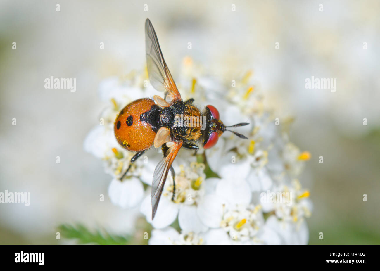 Ladybird Fly (Gymnosoma sp maschio Foto Stock