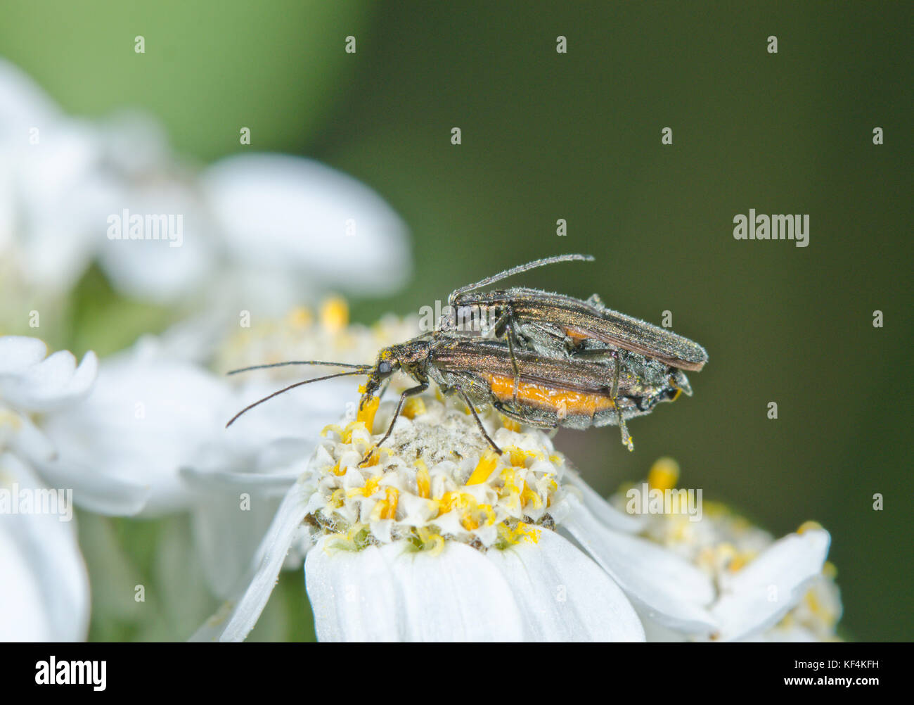 Coppia di False Blister coleotteri Oedemera lurida Foto Stock