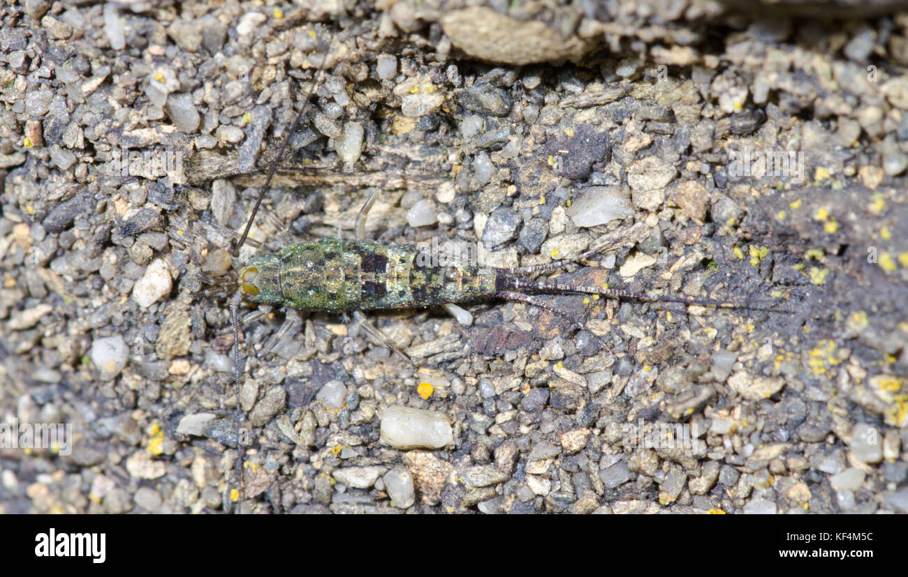 Mare bristletail (Petrobius maritimus). Insetti primitivi. Cornwall, Regno Unito Foto Stock