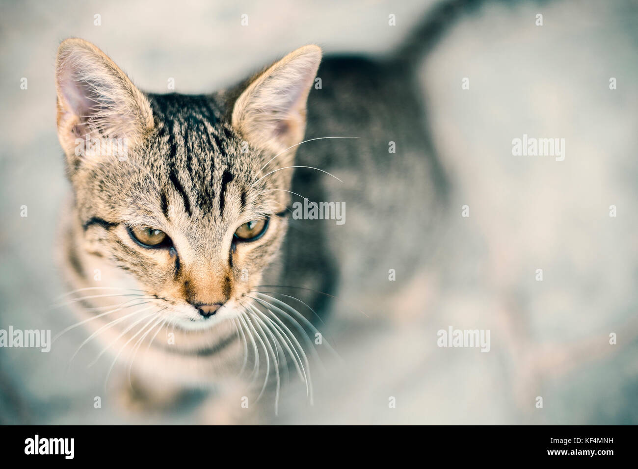 Piccolo gatto prety guardando in alto, vicino fino Foto Stock