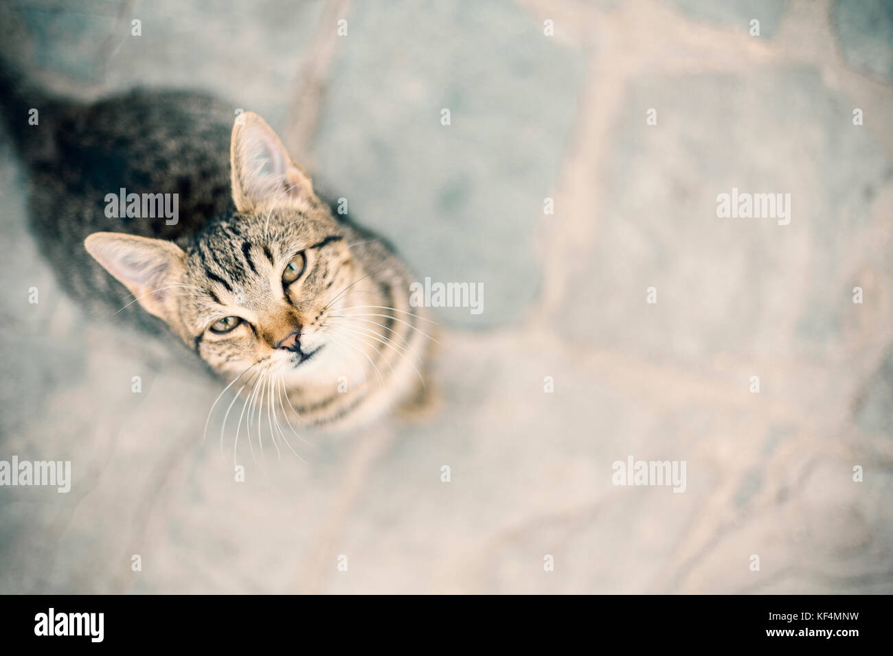 Piccolo gatto prety guardando in alto, vicino fino Foto Stock