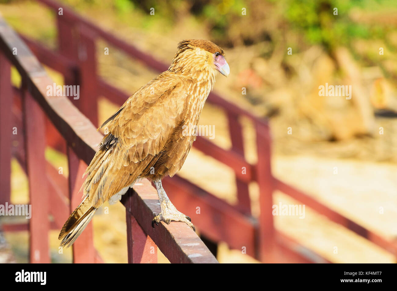 Caracara Hawk in un recinto con luce marrone piume, una luce rosa becco. Vista laterale dell'uccello noto come Carcara in Brasile. Foto scattata nel Pantanal regio Foto Stock