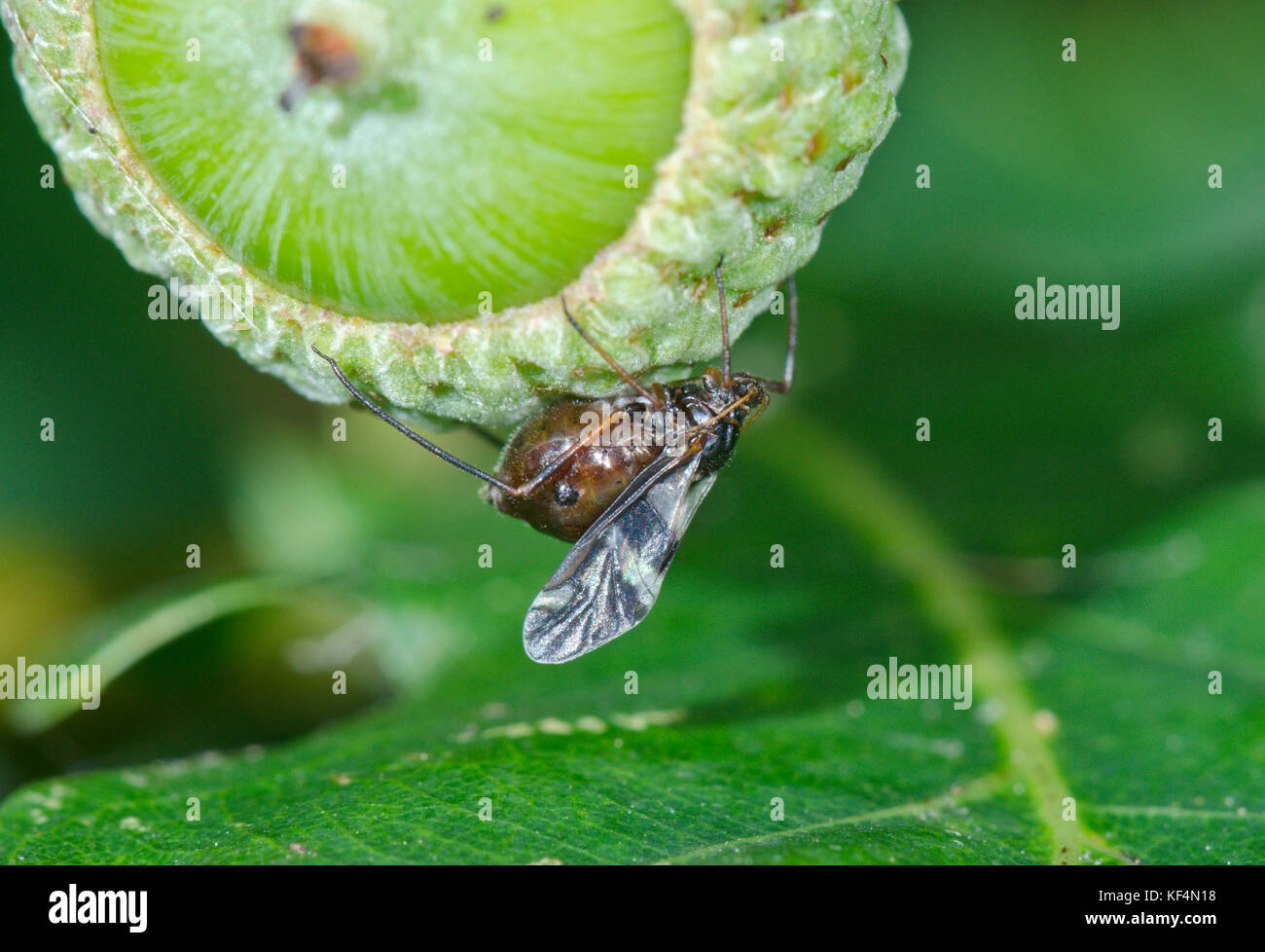 Una variegata di quercia (afide Lachnus roboris) su una quercia acorn. Sussex, Regno Unito Foto Stock