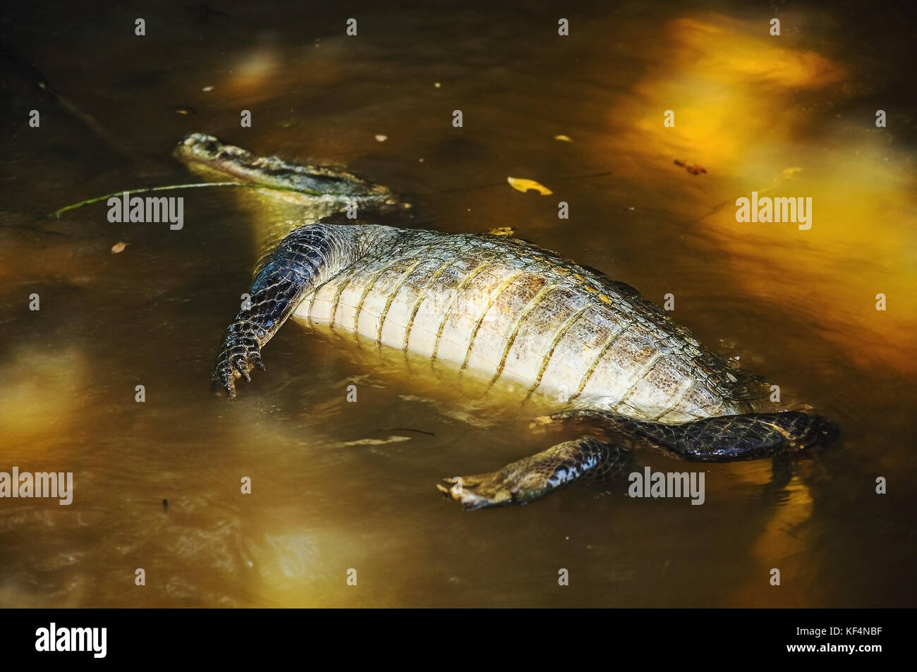 Il coccodrillo morto galleggiante sul ventre di una banca di fiume. Animali uccisi da qualche animale o il cacciatore. Foto Stock