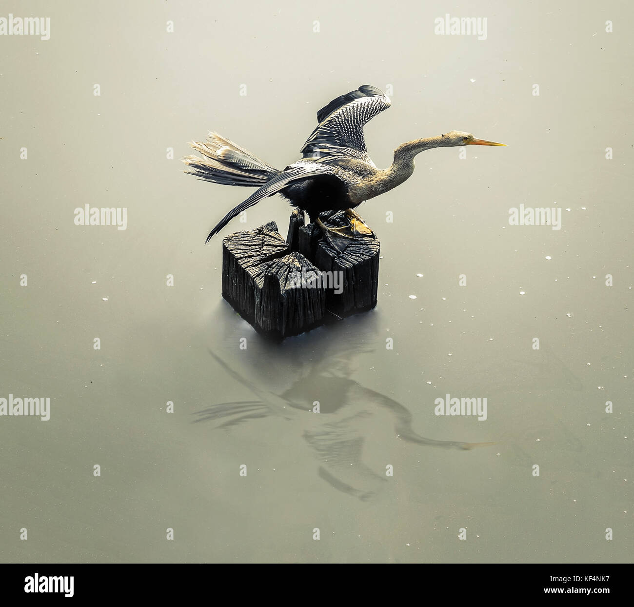 Biguatinga uccello con ali aperte su di essiccazione al sole su un ceppo di albero circondata dalle acque di un lago nel Pantanal, Brasile. Bird noto come Anhinga anhinga w Foto Stock
