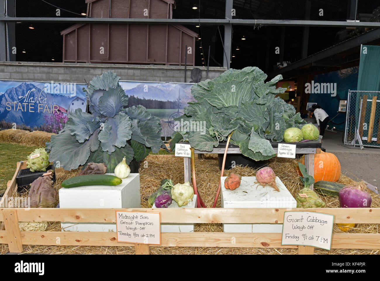 Alaska state Fair, cibo, Prodotti, verdure, Palmer, Alaska, Stati Uniti, agricoltura, verdura gigante, verdura enorme, verdura grande, cavolo, zucca Foto Stock