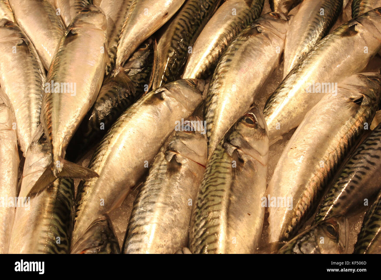 Il pesce per la vendita in Rialto Mercato del pesce, Venezia, Italia. Foto Stock